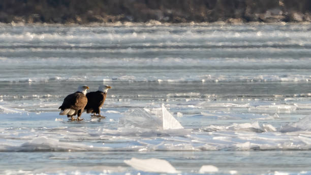 istock Bald Eagle on the icy Potomac River and looking for its next meal 2195945497