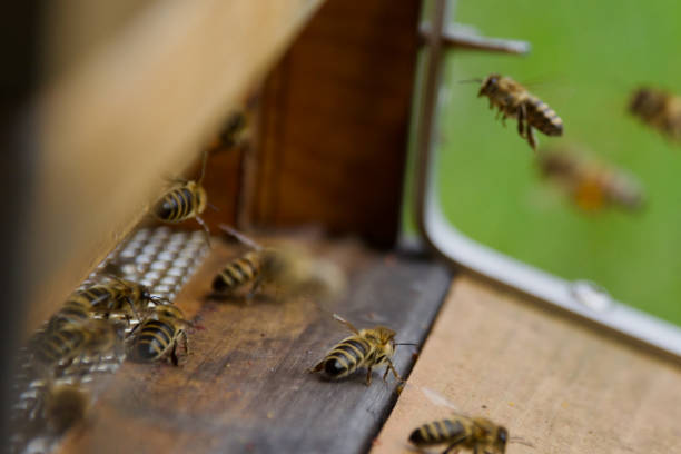 istock A close-up of honeybees actively entering a beehive 2195947227