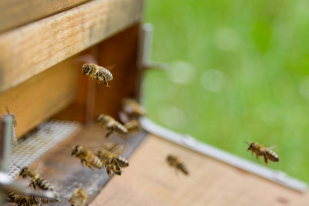 istock A close-up of honeybees actively entering a beehive 2195948087
