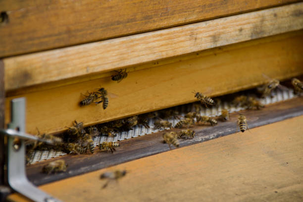 istock Entrance of a beehive. 2195948592