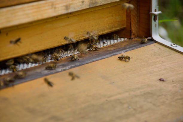 Honeybees swarming at the entrance of a beehive. Close-up captures the busy activity of bees in their natural habitat.