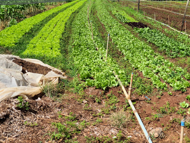 istock View of Organic Vegetable Farm Rows 2195950487