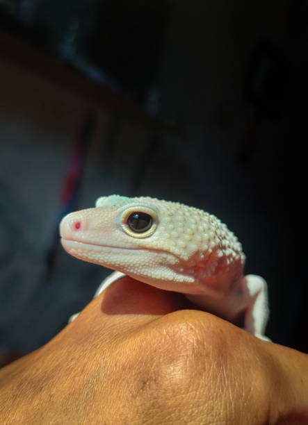 Tarentola mauritanica in close range
