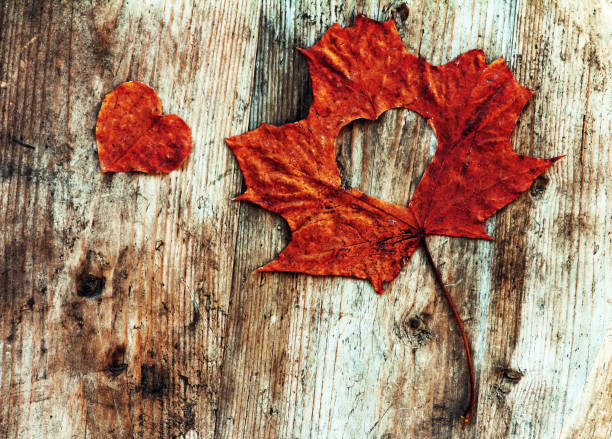 istock A red leaf with a cut-out heart on a wooden background 2195951274