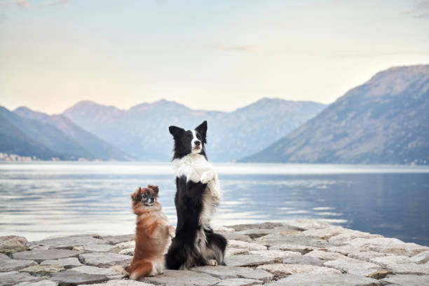 istock Two dogs on a pier with mountain views 2195951537