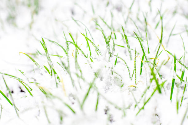 Green grass peeks out from under the white snow on a spring day.