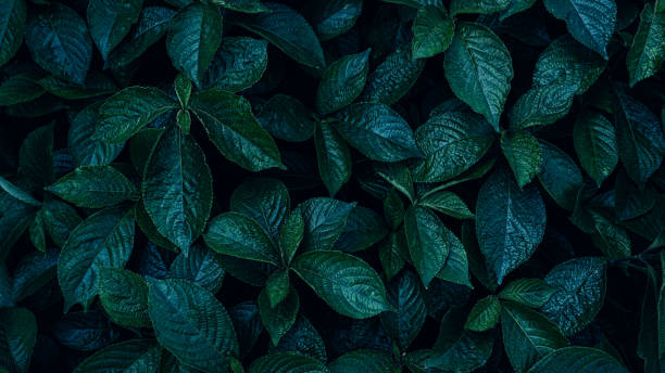 istock closeup tropical green leaves background. 2195958745