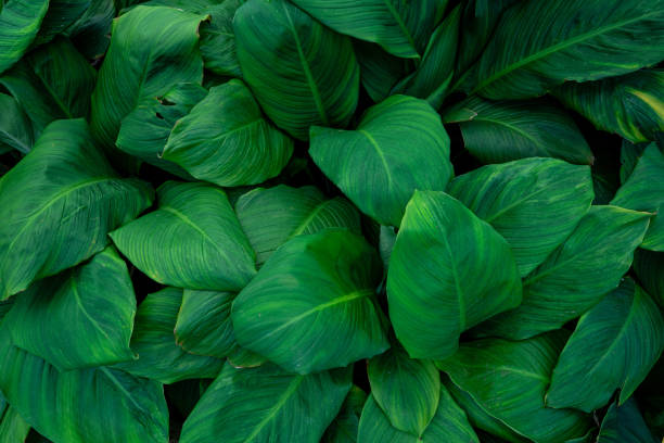 istock closeup tropical green leaves background. 2195958867