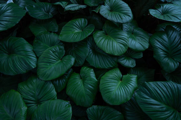 istock closeup tropical green leaves background. 2195958897