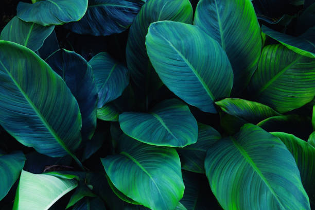 istock closeup tropical green leaves background. 2195958898
