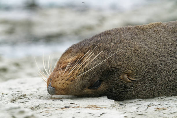 Fur seals haul out on the rocky shoreline of Kaikoura