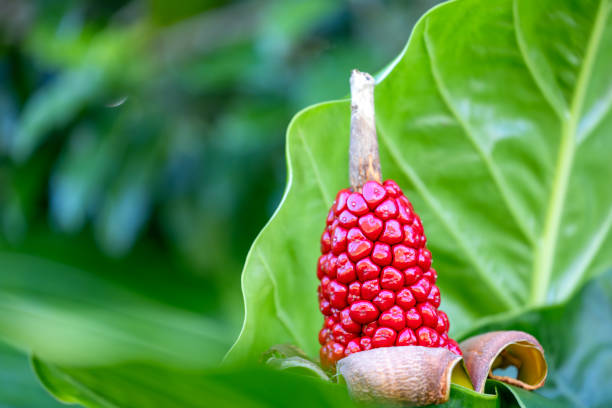 Closeup poisonous red berries of Cuckoo-pint (Arum maculatum), background with copy space, full frame horizontal composition