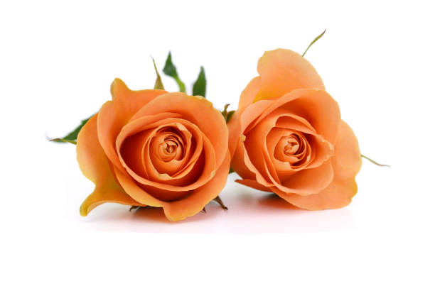 istock Bunch of rosy roses isolated on white 2195959212