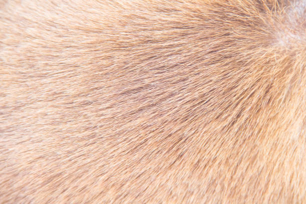 istock Hair dog skin brown texture abstract soft background 2195959567