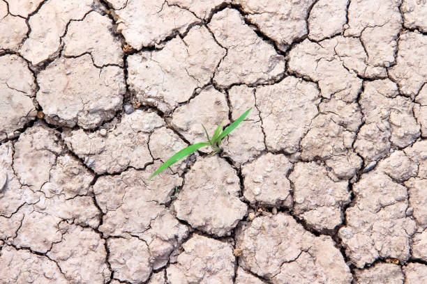 istock Green grass growing in cracked dry ground top view arid background 2195960405