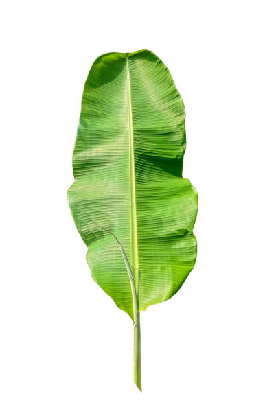 istock Large Green Banana Leaf, green banana tree leaf isolate on transparent background, banana leaf set on transparent background, 2195960436