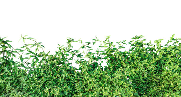 istock a green hedge grass frame  with a white background, green bushes on a transparent background, 2195960486