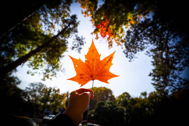 istock Nanjing autumn sycamore leaves 2195963240