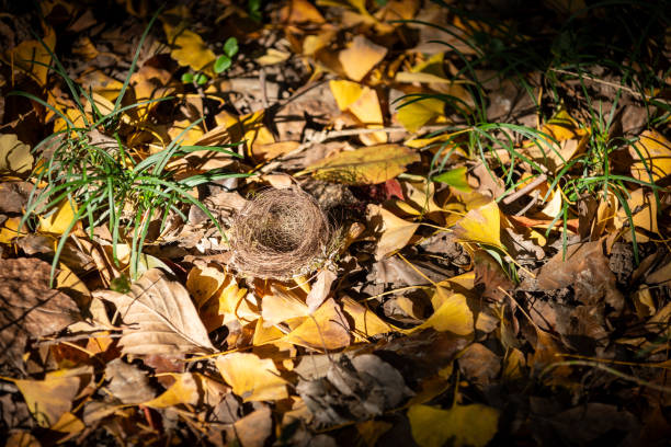 Autumn scenery of Linggu Temple
