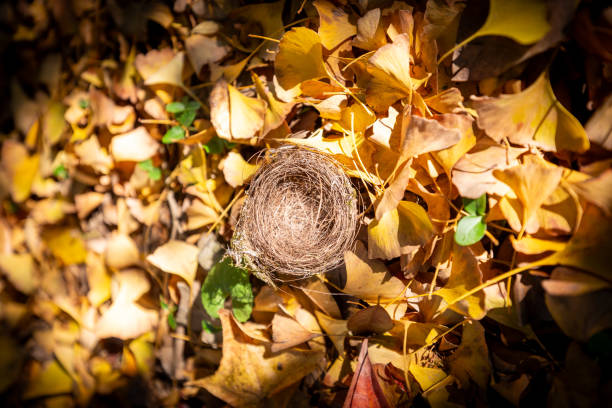 Autumn scenery of Linggu Temple