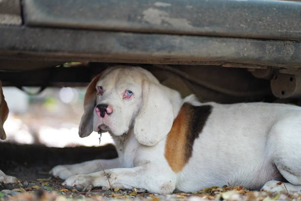 istock A cute white fur beagle dog lying under the car 2195964124