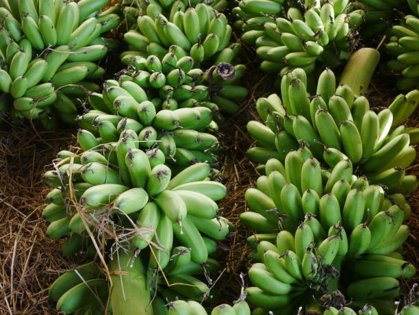 A pile of green banana in market
