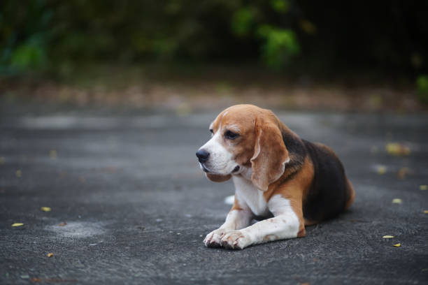 A cute beagle dogs lying down on the cement floor.