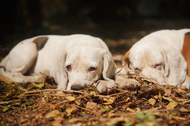 istock Two cute white fur beagle dogs lying down on the dried leaves. 2195964205