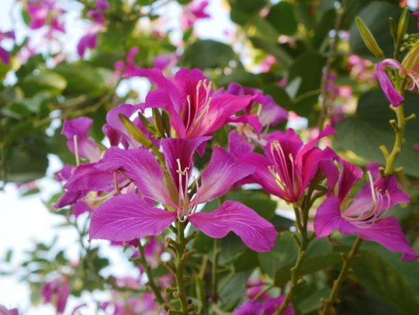 istock Purple Bauhinia flowers  blooming on the tree. 2195964434
