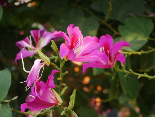 istock Purple Bauhinia flowers  blooming on the tree. 2195964449