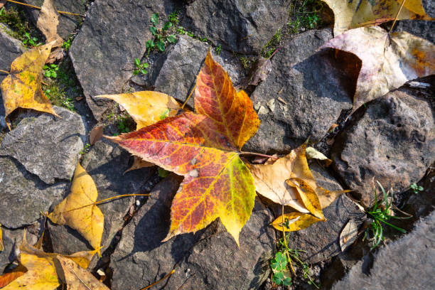Autumn scenery of Linggu Temple