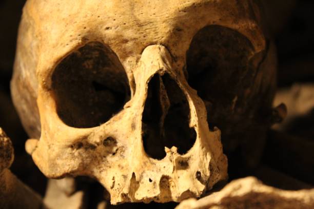 istock Close up picture of Skull 2195966136