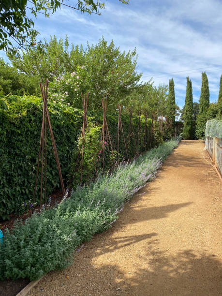 istock Garden Path In Local Nursery Australia 2195967052