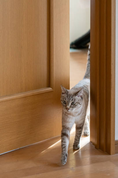 istock A cat passing through a narrow door gap 2195969982