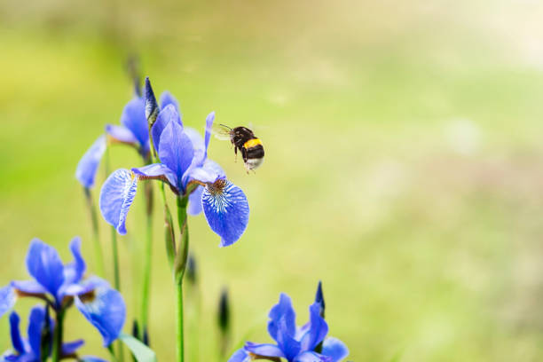 Bumblebee lands on the iris flower, ecology, fresh air.