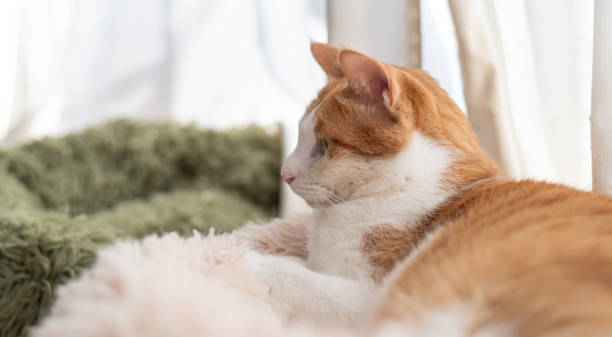 istock Cute cat relaxing by the window 2195970156