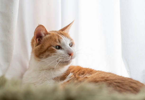 istock Cute cat relaxing by the window 2195970180