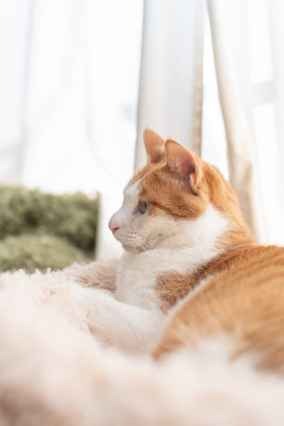 istock Cute cat relaxing by the window 2195970195