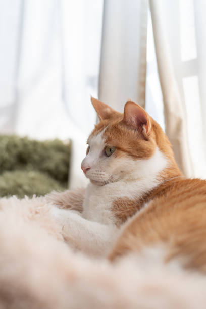 istock Cute cat relaxing by the window 2195970203