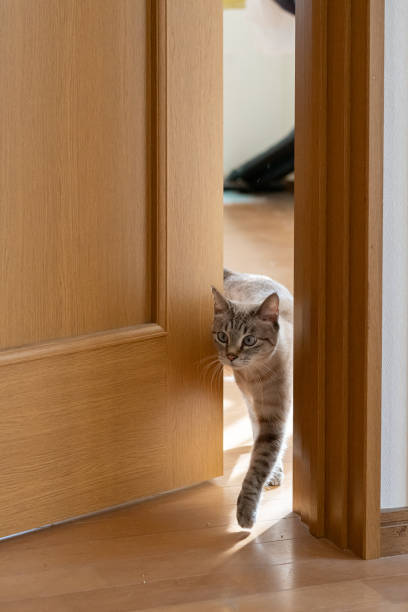 istock A cat passing through a narrow door gap 2195970213