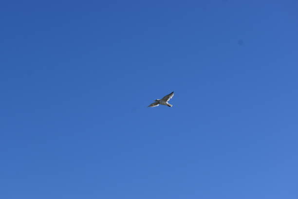 Black tailed gull flying on blue sky in pale back light.Not retouching photo.This place is Kasai bay front park in Edogawa city.