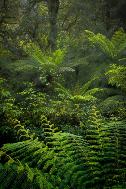istock Rainforest of New Zealand 2195974441