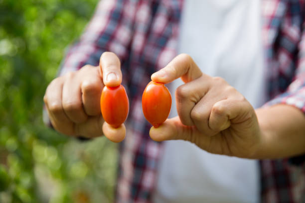 Smart farming techniques hydroponic salad vegetables technology tomato red green ensuring fresh sustainable produce agriculture promotes healthy eating support farmer living local community non gmo