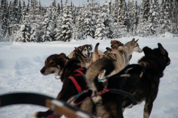 A team of Alaskan Sled Dogs wait to being pulling