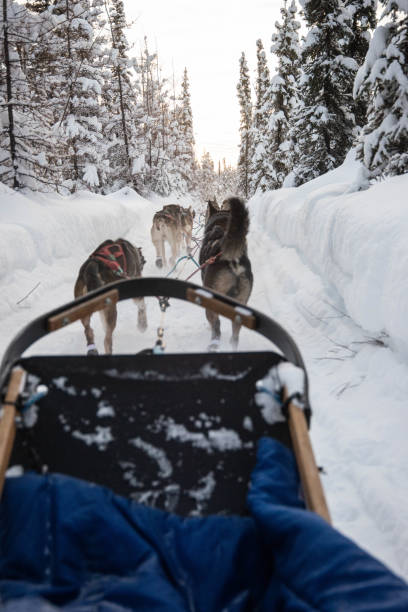 Alaskan Dog Sled on the Trail