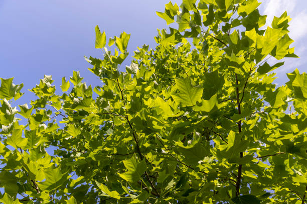 istock the tulip tree in the summer in sunny weather 2195979492
