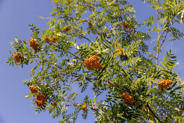 istock the rowan tree in the summer in sunny weather 2195979760