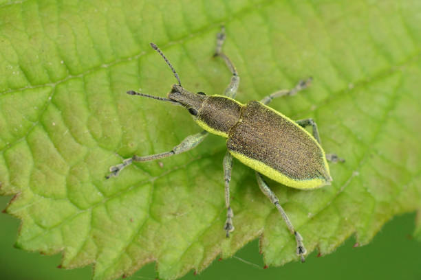 istock Closeup on a Yellow banded leaf weevil, Chlorophanus viridis sitting on a green leaf in the field 2195980389