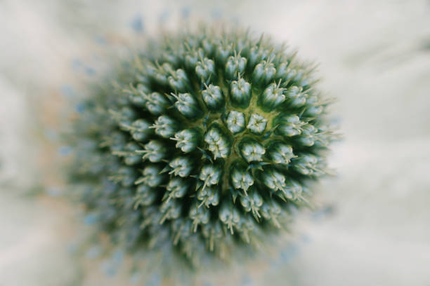 Close-up of a thistle flower with a soft focus background, showcasing its intricate texture and spiky appearance.