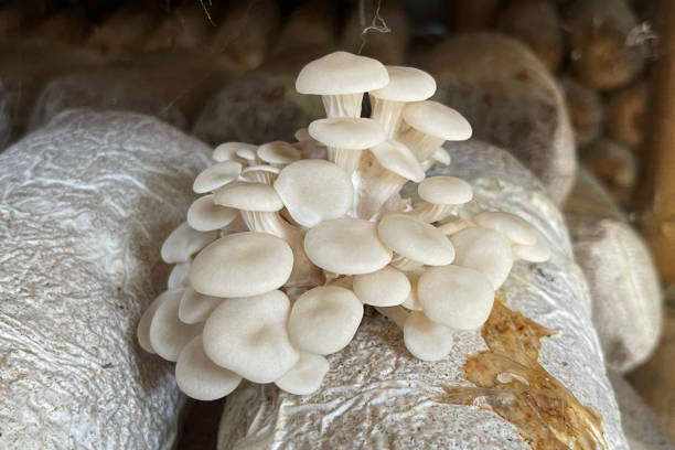 istock Baby oyster mushrooms 2195982245